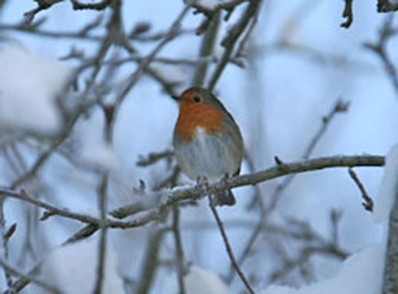 Robin