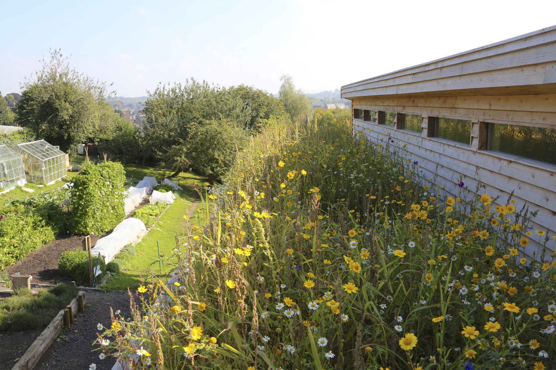 wildflower-roof